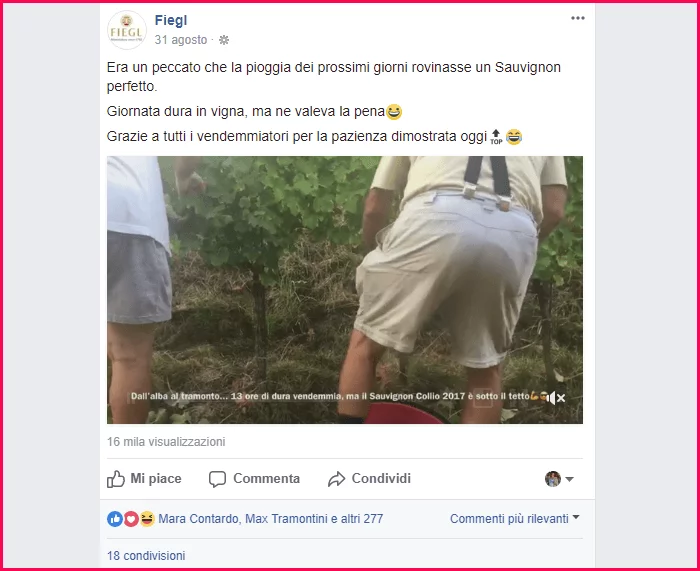 La vendemmia di Fiegl